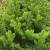 Brad artificial Sersimo, Alindra Elite, verde, integral 3D, 210 cm Household NewTrend