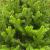 Brad artificial Sersimo, Alindra Elite, verde, integral 3D, 210 cm Household NewTrend