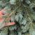 Brad artificial Christmas Deluxe by Sersimo, Alaska Select verde argintiu, integral 3D, 250 cm Household NewTrend