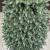 Brad artificial Christmas Deluxe by Sersimo, Alaska Select verde argintiu, integral 3D, 250 cm Household NewTrend