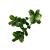 Mirpol Perete verde din plastic buxus 50x50 cm Mobalis Homvera