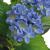 Plantă artificială hydrangea cu ghiveci, 60 cm, albastru GartenMobel Dekor