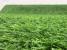 Covor Iarba Artificiala, Tip Gazon, Verde, 20 mm, 5 mp, 100×500 cm Household NewTrend