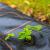 Folie agrotextil, mulcire, antiburuieni, filtru UV, 10 x 1.1metri, 90g/m2, negru Household NewTrend