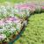 Borduri pentru gazon Verde 4000 x 4 x 5 cm Plastic GartenMobel Dekor