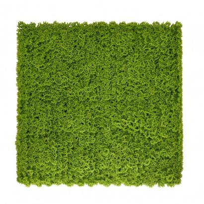 Panou perete verde artificial cu muschi Mirpol, 50x50 cm, UV, pentru interior/exterior