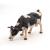 Figurină vacă Papo alb-negru, pictată manual, realistă