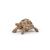 Figurina Papo Țestoasă de Uscat realistă, pictată manual, 7,5 cm