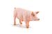 Figurină scroafă Papo realistă, pictată manual, pentru copii 3+