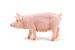 Figurină scroafă Papo realistă, pictată manual, pentru copii 3+