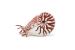Figurina Papo Nautilus, animal marin realist, pictat manual