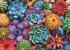 Puzzle Trefl 1000 piese cu Suculente Colorate si poster inclus