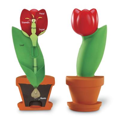 Model educativ de secțiune a florii tip lalea, 15 cm