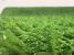 Covor iarba artificiala verde 20 mm, tip gazon, 100x500 cm, 5 mp