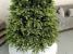 Brad artificial Sersimo Carpati 2D+3D, varfuri verzi, 250 cm