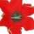 Set 10 ornamente brad Craciun Poinsettia 13 cm, rosu cu sclipici