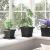 Tavă Pătrată pentru Flori 6 pcs Negru 15 x 15 x 2 cm Plastic GartenMobel Dekor