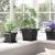 Tavă Pătrată pentru Flori 6 pcs Negru 18 x 18 x 2 cm Plastic GartenMobel Dekor