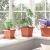 Tavă Pătrată pentru Flori 24 pcs Roșu cărămidă 15 x 15 x 2 cm GartenMobel Dekor