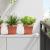 Tavă Pătrată pentru Flori 24 pcs Roșu cărămidă 15 x 15 x 2 cm GartenMobel Dekor