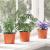 Ghiveci rotund pentru flori 200 pcs Terracota Ø 10 x 8 cm GartenMobel Dekor