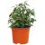 Ghiveci rotund pentru flori 200 pcs Terracota Ø 10 x 8 cm GartenMobel Dekor