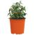 Vaza pentru flori 100 pcs Terracota Ø 15 x 13 cm Plastic GartenMobel Dekor