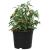 Ghiveci rotund pentru flori 100 pcs Negru Ø 10 x 8 cm Plastic GartenMobel Dekor