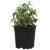 Vaza pentru flori 100 pcs Negru Ø 15 x 13 cm Plastic GartenMobel Dekor