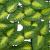 Ecran de balcon cu frunze decorative, verde, 200 x 100 cm