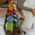 Curcubeu Montessori din lemn colorat, 9 piese @  leg&go EduKinder World