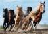 PUZZLE TREFL 1000 CAI LA GALOP SuperHeroes ToysZone