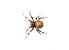 Proiector tip lanterna - Insecte PlayLearn Toys