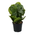 Aranjament In Ghivechi, Mini, Verde, 24cm ComfortTravel Luggage