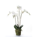 Emerald Orhidee artificială Phalaenopsis cu mușchi, alb, 90 cm 20.355  GartenMobel Dekor