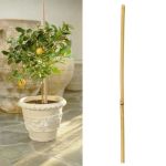 Arac din bambus pentru sustinere plante, diametru 14 mm, lungime 180 cm MultiMark GlobalProd