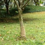 Rulou de iută, 0,25x25 m, iută 100%, 200 g/m² GartenMobel Dekor