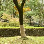 Rulouri de iută, 2 buc., 1x50 m, iută 100%, 200 g/m² GartenMobel Dekor