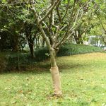 Rulouri de iută, 2 buc., 0,5x50 m, iută 100%, 200 g/m² GartenMobel Dekor