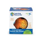 Model sectiune - Ochiul PlayLearn Toys