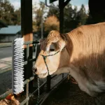 Periile pentru vite montate pe perete 50x10x6.5 cm GartenMobel Dekor