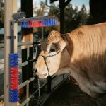 Periile pentru vite Roșu și albastru 84 x 10 x 91 cm GartenMobel Dekor