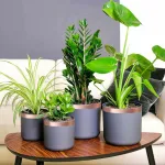 Bandă din cupru dublă față 6 pcs Cupru 2000 x 3 cm Cupru GartenMobel Dekor