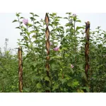 Arac din rachita Garden Willow 160 cm, suport rezistent pentru plante