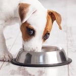 Castron Metalic pentru hranire animale de companie - 15cm FAVLine Selection