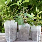 Leziter Saci Lookgrow pentru răsaduri