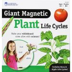 Set magnetic educativ Ciclul vieții plantelor cu fasole și măr
