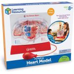 Macheta educativa a inimii cu pompa manuala pentru circulatia sangelui