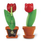 Model educativ de secțiune a florii tip lalea, 15 cm