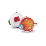 Model anatomic sectiune ochi pentru copii, educativ, 13 cm